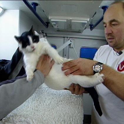 lta nieburg hafenkatze lta nieburg hafenkatze