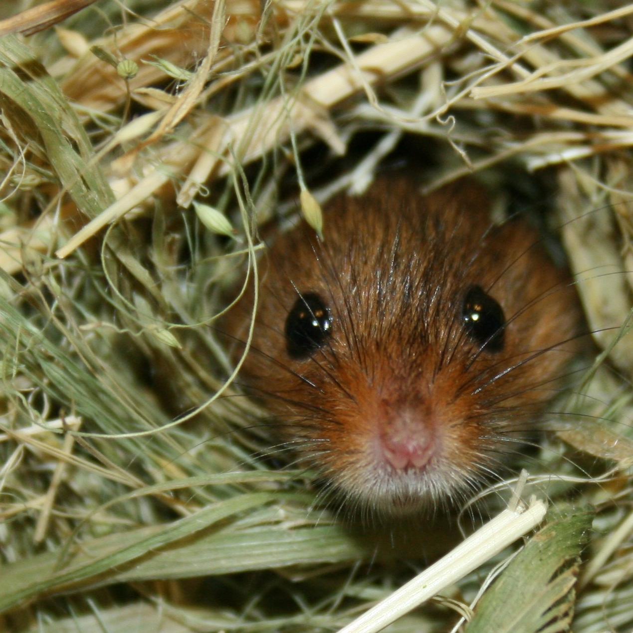 Tiergeschichten2 - Zwergmaus Tiergeschichten2 - Zwergmaus
