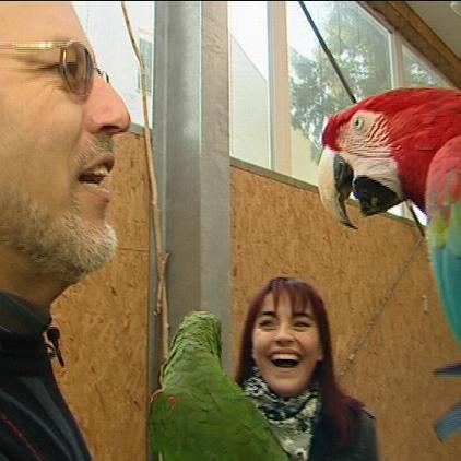 tiergesch2 papagei tiergesch2 papagei
