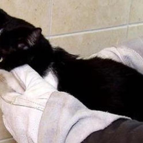 Tiergeschichten3 - VOX - Katze Nika Tiergeschichten3 - VOX - Katze Nika
