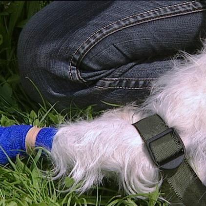 tiergeschichten1 Hundebein mit Verband