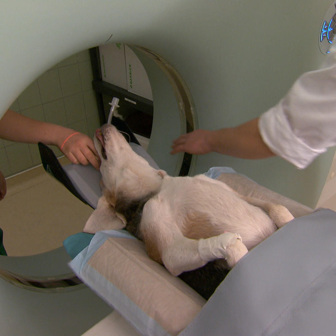 Medizin-Lexikon - VOX - Hund in einem CT