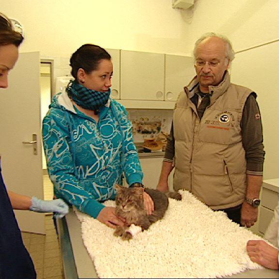 Vorschau 2 - Dr. Wolf - Katze Lebershunt Vorschau 2 - Dr. Wolf - Katze Lebershunt