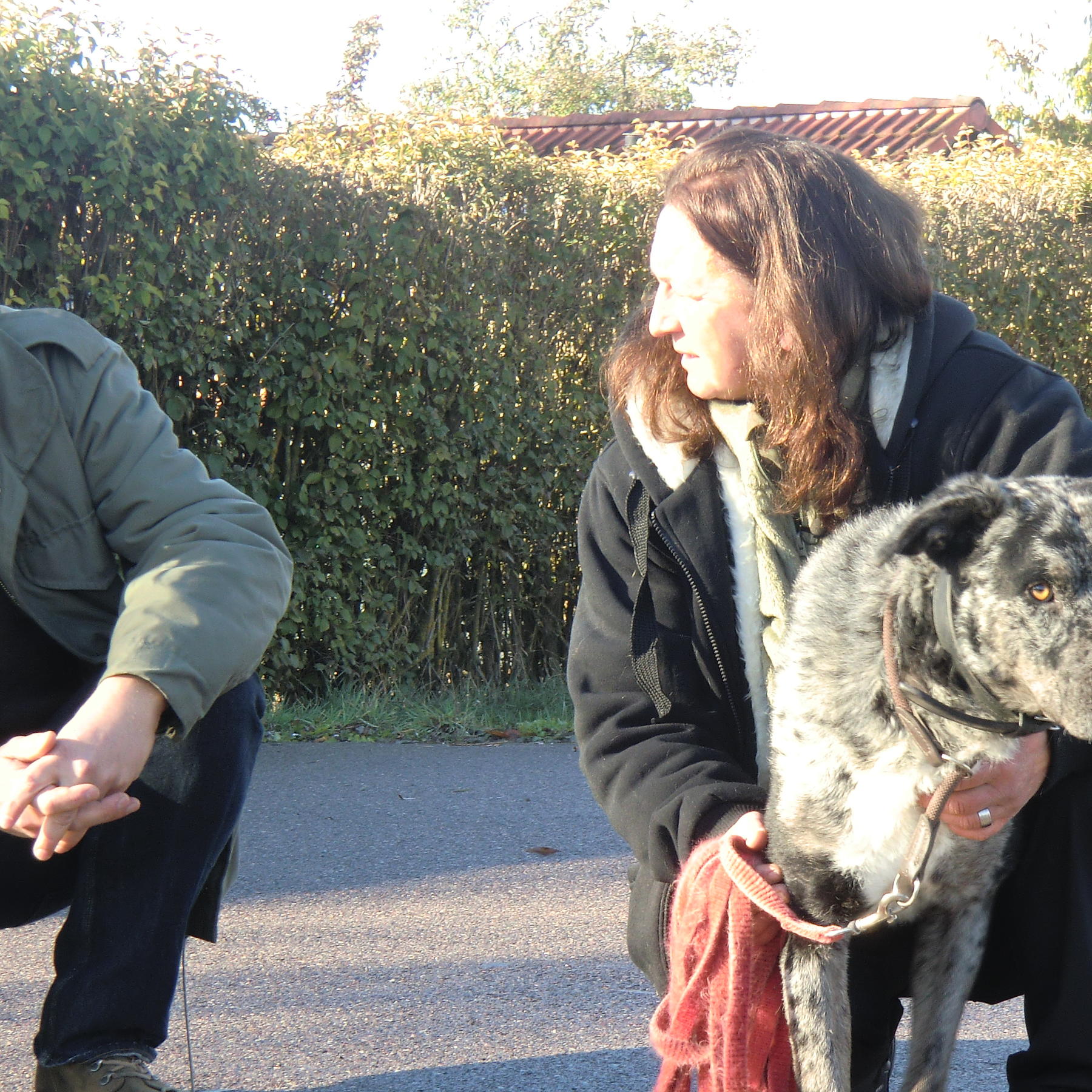 Tiere in Not 1 - Ghost beim Training Tiere in Not 1 - Ghost beim Training