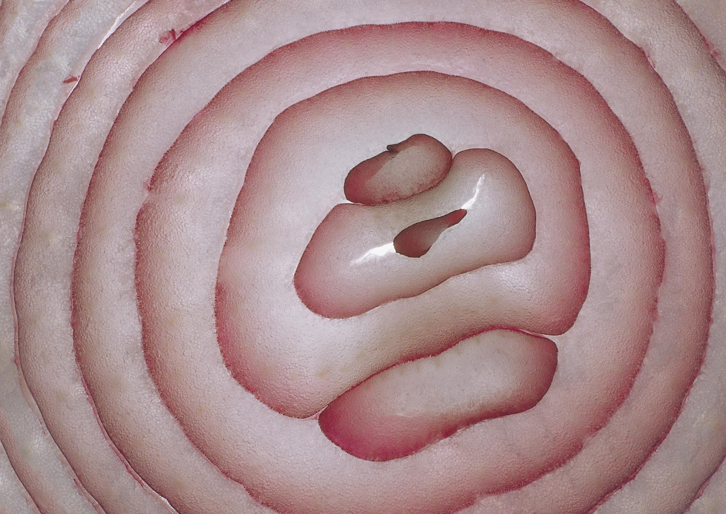 Zwiebel Zwiebel