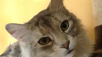 Kater Tamino leidet an Diabetes