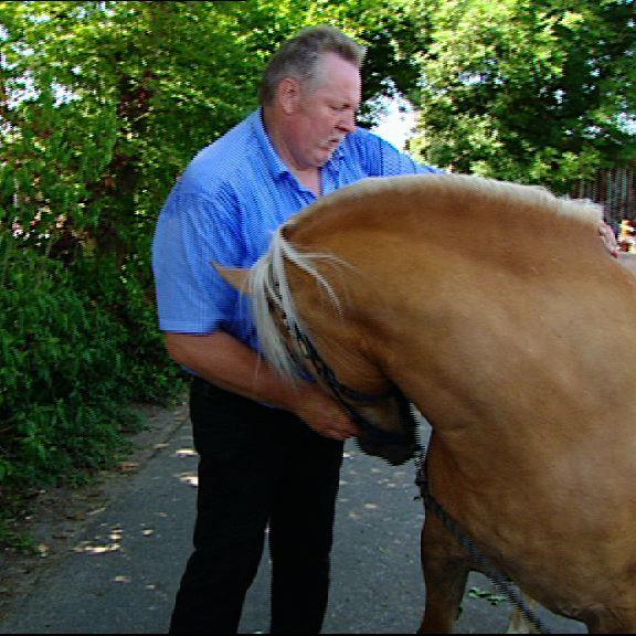 Tiergeschichten4 - VOX - Tamme Hanken und Haflinger Tiergeschichten4 - VOX - Tamme Hanken und Haflinger
