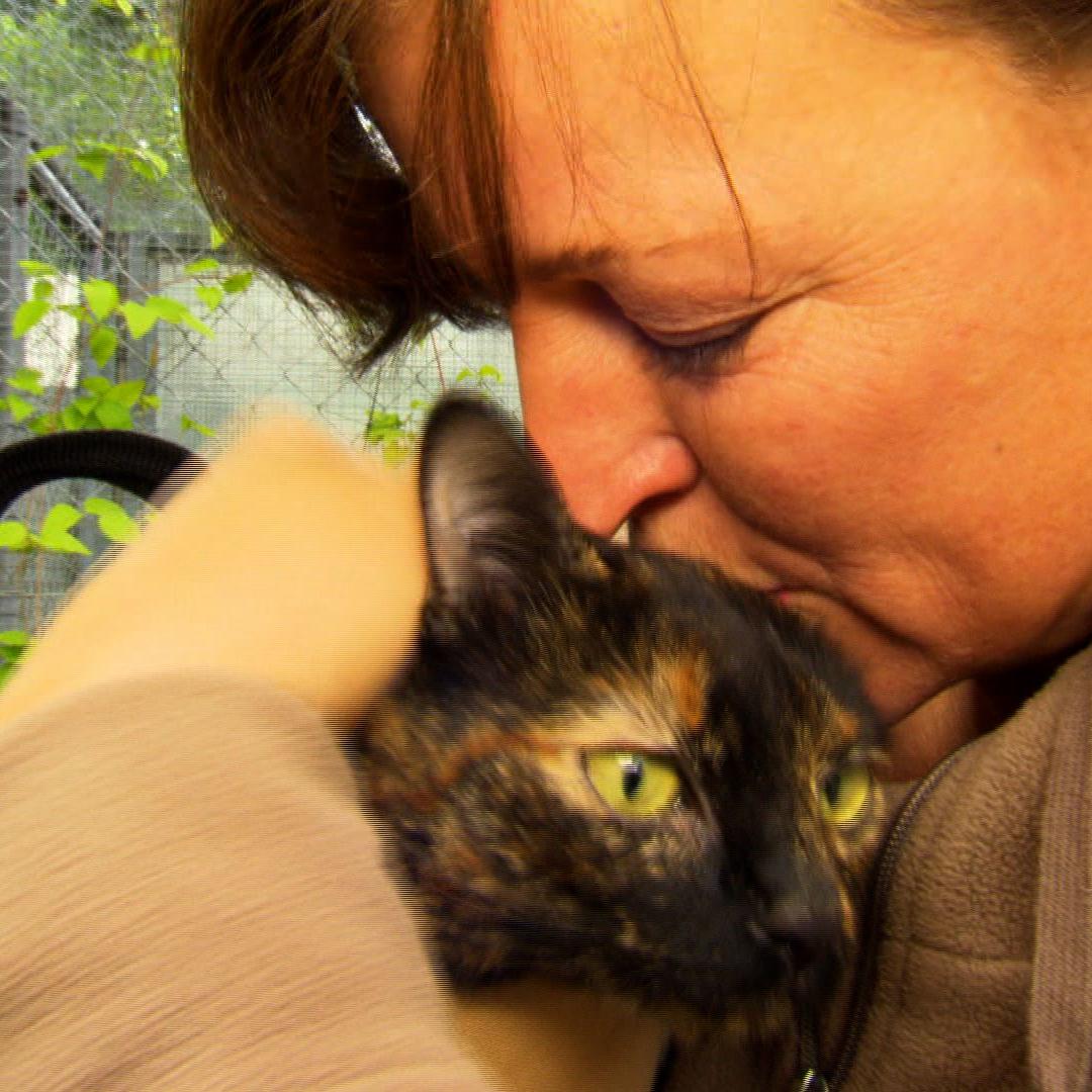 th mnchen fundkatze th mnchen fundkatze