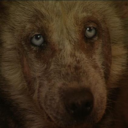 tiergeschichten3 schwacherhund tiergeschichten3 schwacherhund