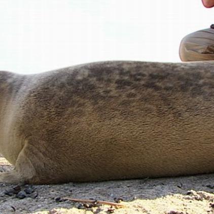 seehundstation auswilderung robben seehundstation auswilderung robben