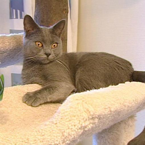 Tiergeschichten 1 - Katzen 4 Tiergeschichten 1 - Katzen 4