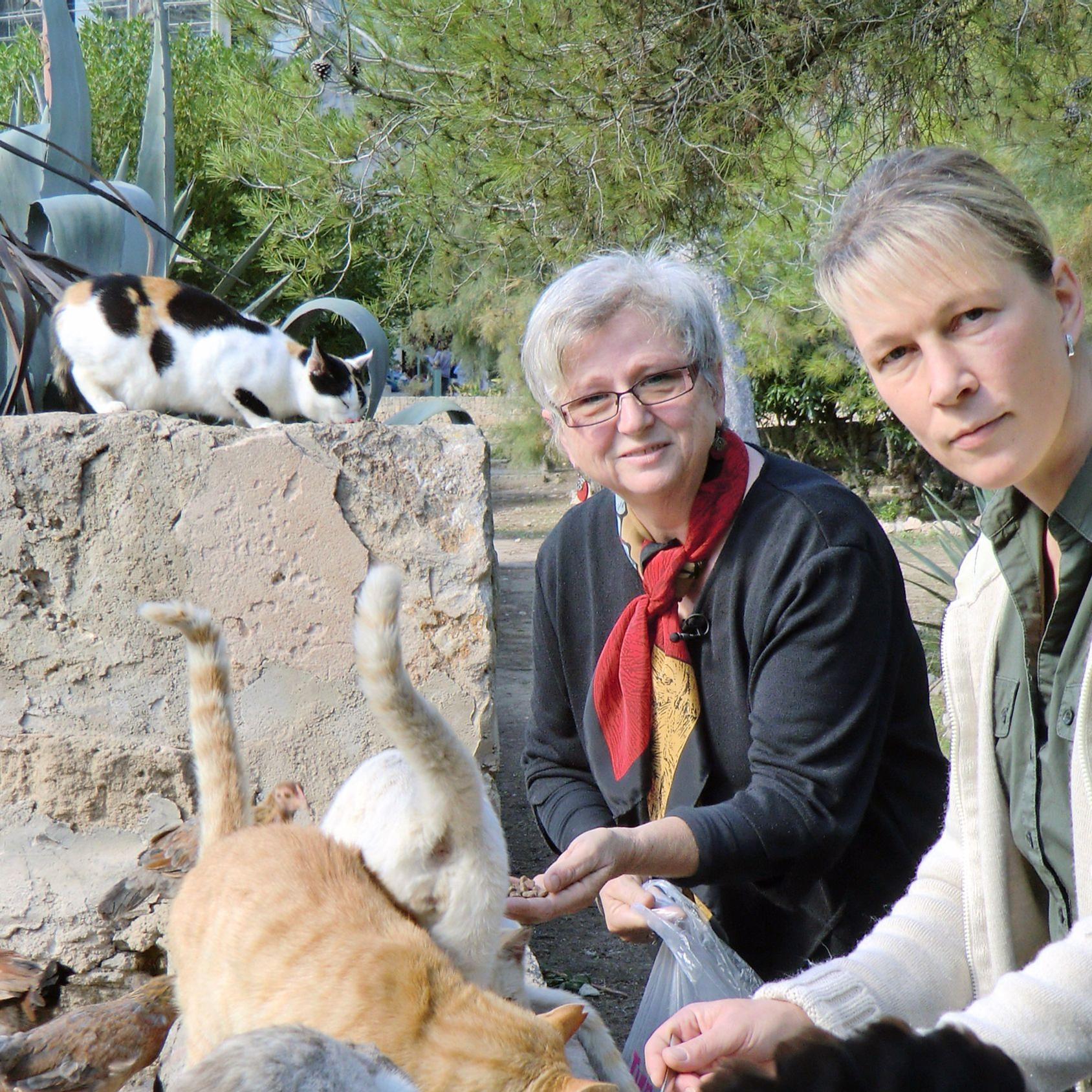 Tiergeschichten3 - Straenkatzen El Arenal - Claudia Wilke und Susanne Hoppe.jpg Tiergeschichten3 - Straenkatzen El Arenal - Claudia Wilke und Susanne Hoppe.jpg