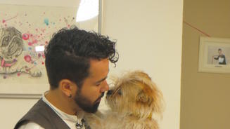 Profis stylen Tierheimhunde