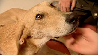 Video: Balu sucht ein Zuhause