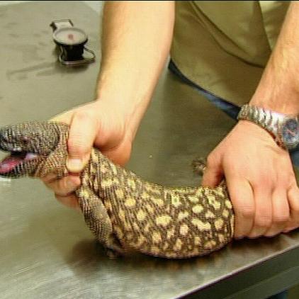 reptilium landau krustenechsen reptilium landau krustenechsen