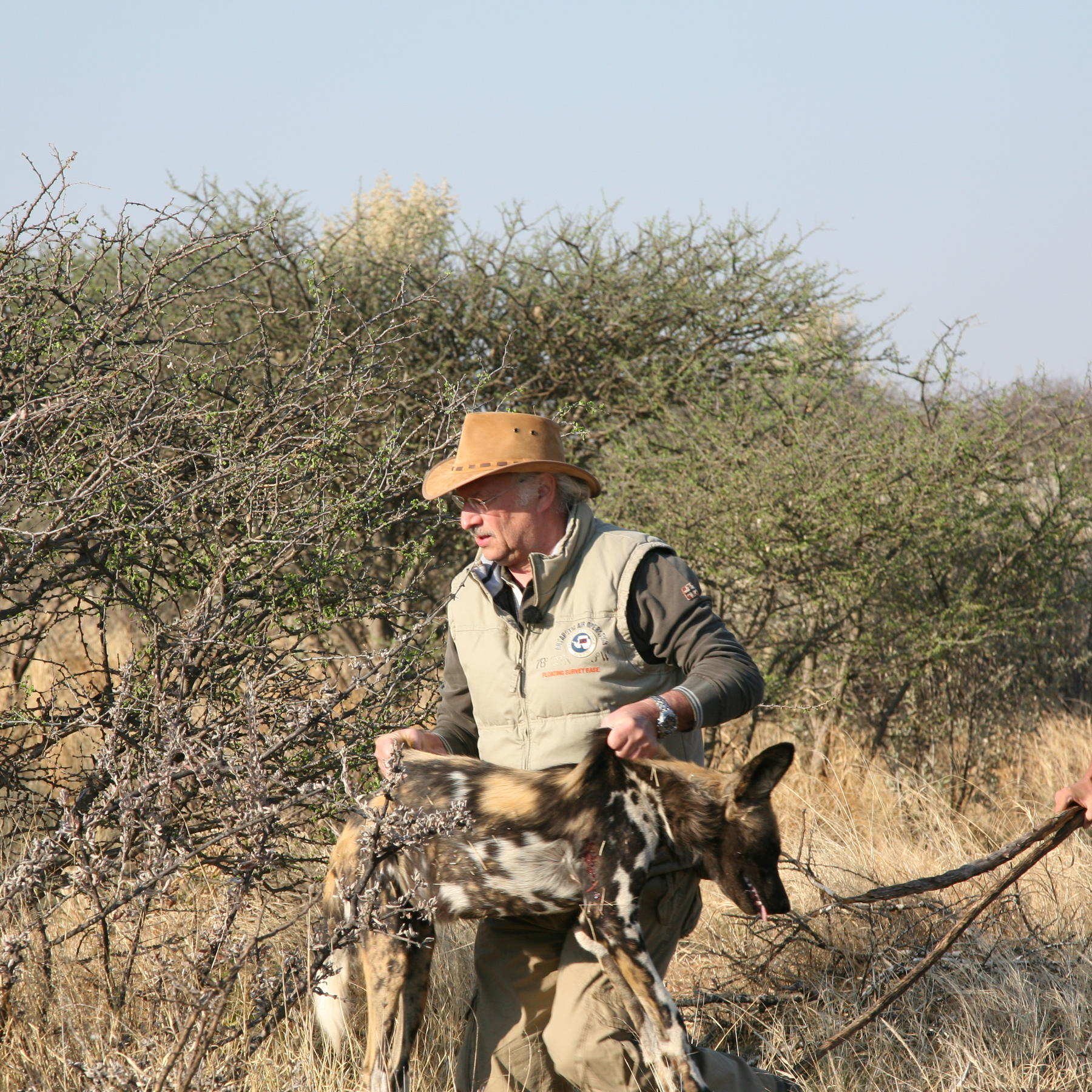 Sprechstunde1 - Bild 1 - Dr. Wolf - Wildhunde