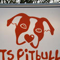 ts pitbull koeln ts pitbull koeln