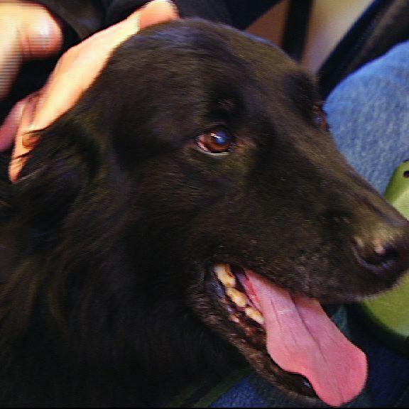 Hund Lueneburg