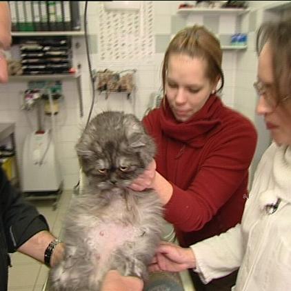 wdhl sprechstunde1 th katze trächtigkeit2 wdhl sprechstunde1 th katze trächtigkeit2