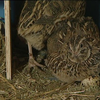 tiergeschichten1 wachteln close tiergeschichten1 wachteln close