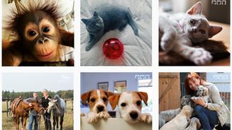 Die Tiere jetzt auch bei Instagram