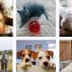 Die Tiere jetzt auch bei Instagram