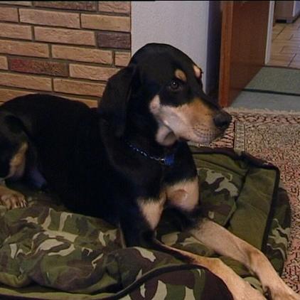 hundeprofi 2 hundeprofi 2