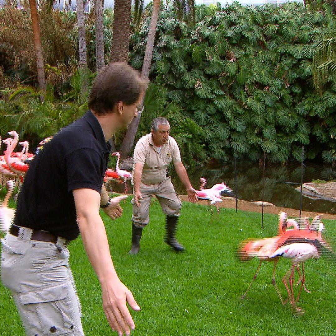 loro parque flamingos loro parque flamingos
