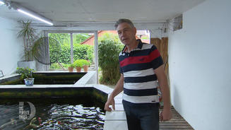 Zu Gast beim Koi-König