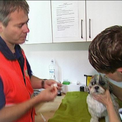 tr münchen hund wespenstich tr münchen hund wespenstich