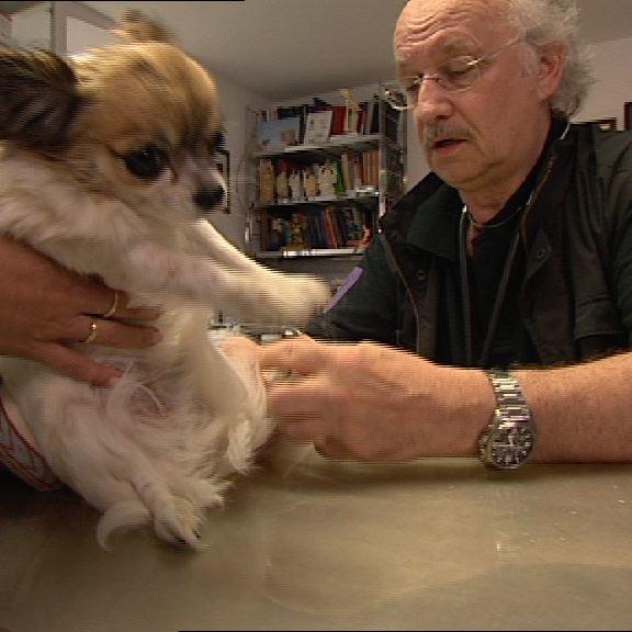 Sprechstunde2 - Chihuahuas beim Gesundheits-Check Sprechstunde2 - Chihuahuas beim Gesundheits-Check