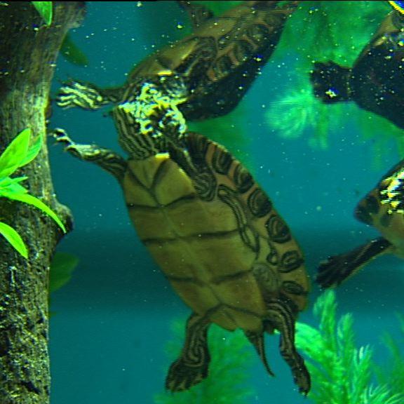 hkm schildkroeten 12 hkm schildkroeten 12