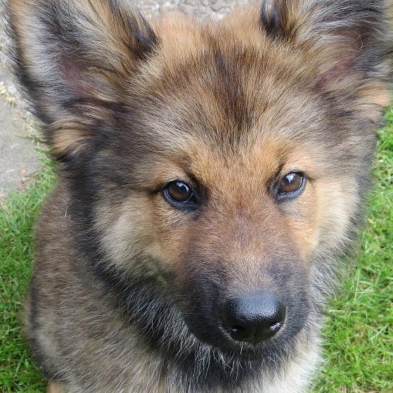 Tiere in Not - VOX-DOCMA TV - hundkatzemaus-Tierschutzexperte Frank Weber will dem tauben Welpen Kaja helfen