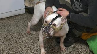 Hund beißt Frau ins Gesicht