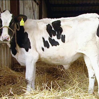 Dr. Heeren Kalb Netti Dr. Heeren Kalb Netti