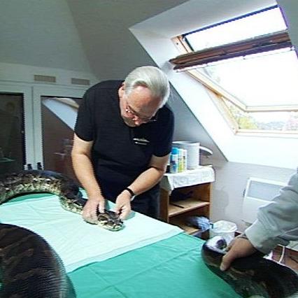 meerestierarzt goebel python meerestierarzt goebel python