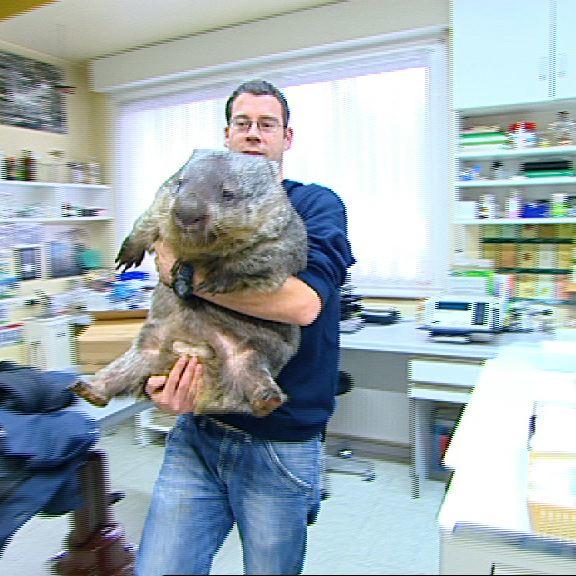 Wombat Wombat