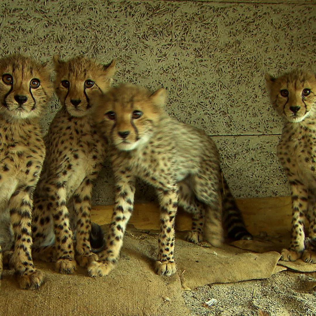 zoo neuwied Geparde zoo neuwied Geparde