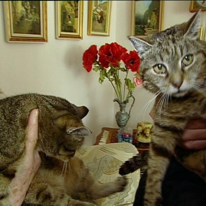 tr münchen katze molly