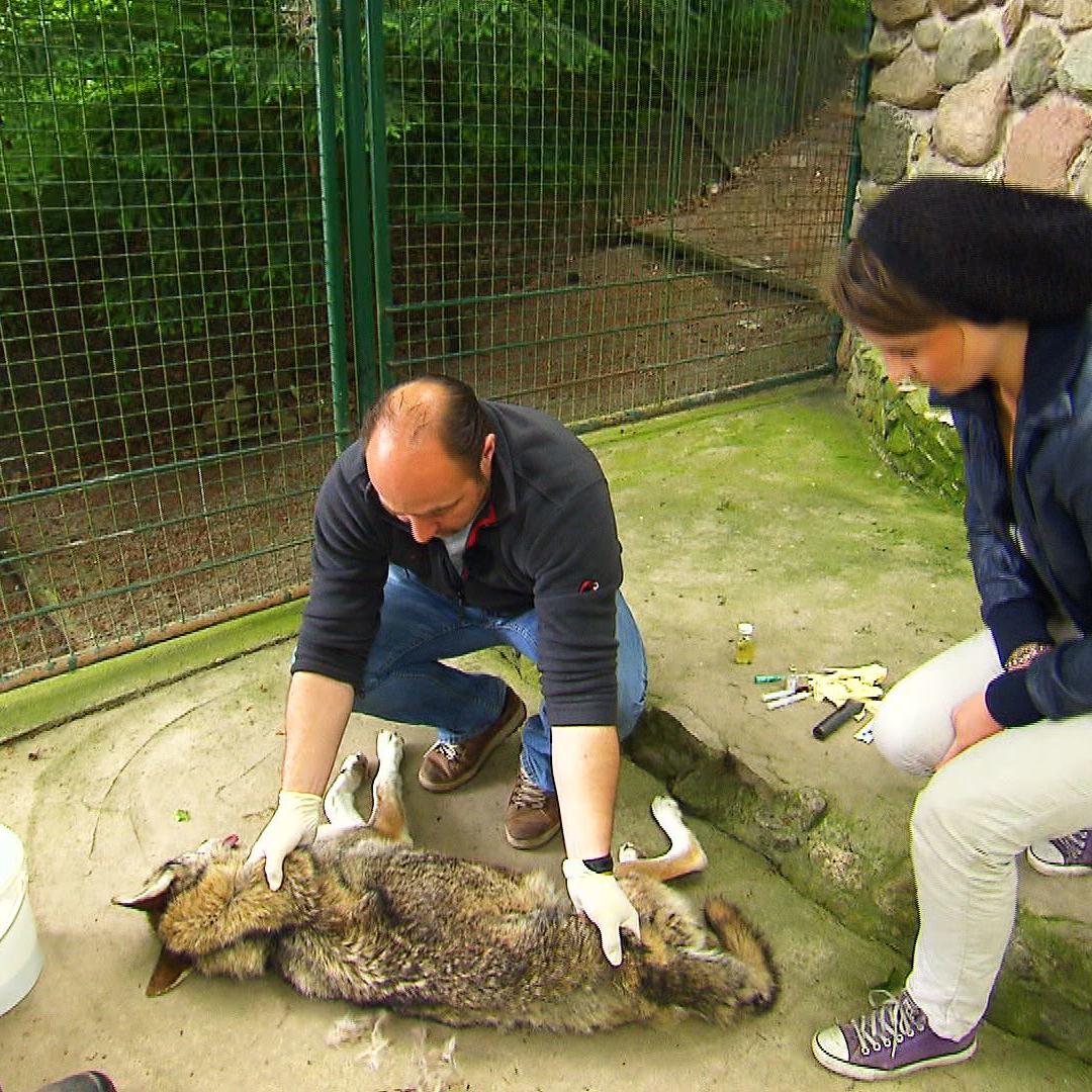 ta marco nieburg wolf ta marco nieburg wolf