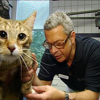 Tierspital Hamburg Kater Repo Tierspital Hamburg Kater Repo