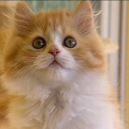 tiergeschichten1 perserkatze mit nase tiergeschichten1 perserkatze mit nase