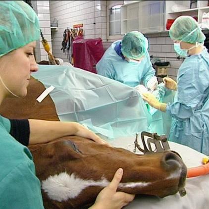 tkisernhagen stute gina tkisernhagen stute gina