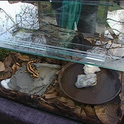 tiergeschichten2 terrariumclose tiergeschichten2 terrariumclose