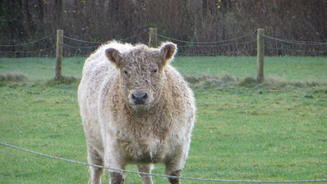 Galloway-Rind Fee außer Rand und Band