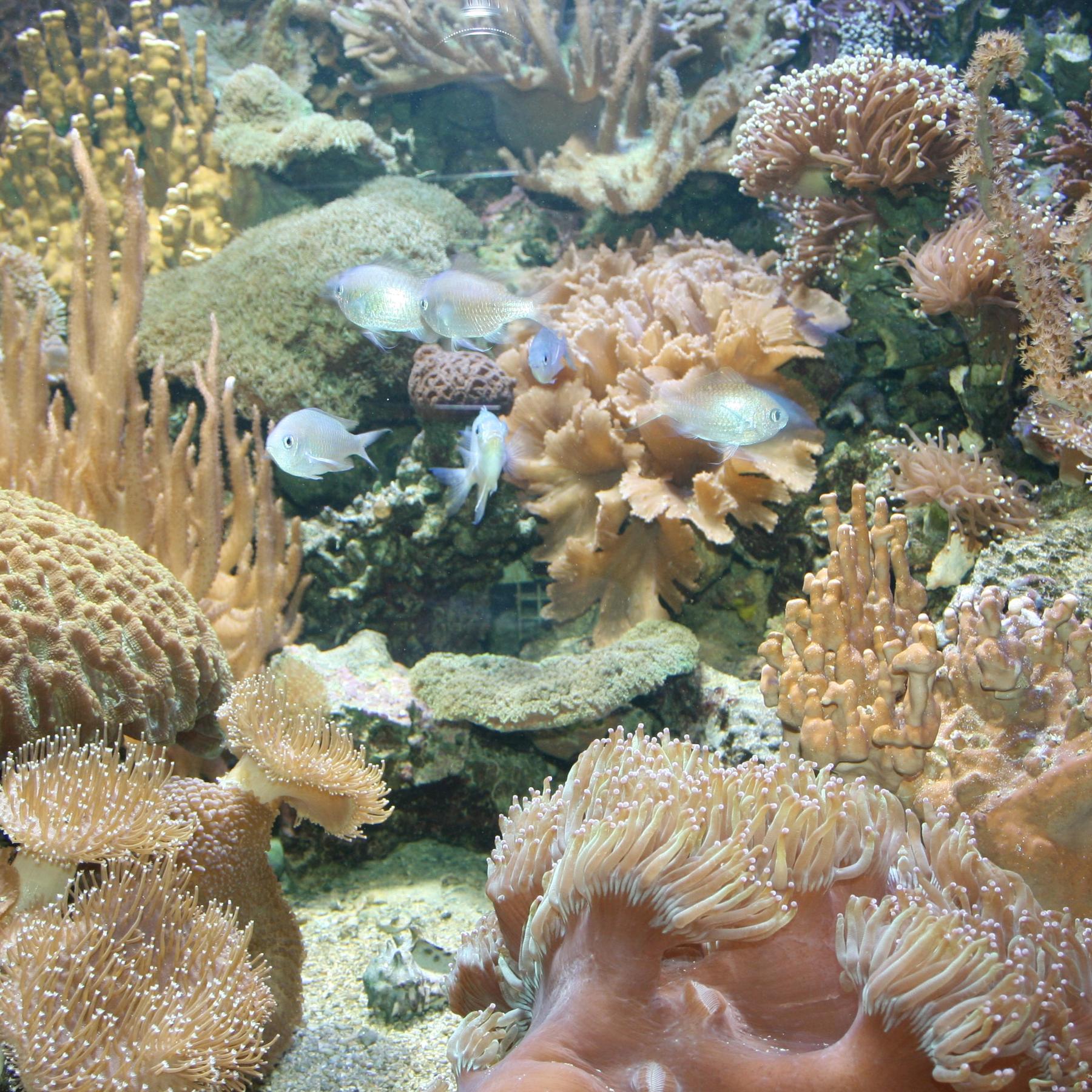 Tiergeschichten 2 - Seeanemone 1 Tiergeschichten 2 - Seeanemone 1