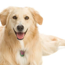 golden retriever golden retriever