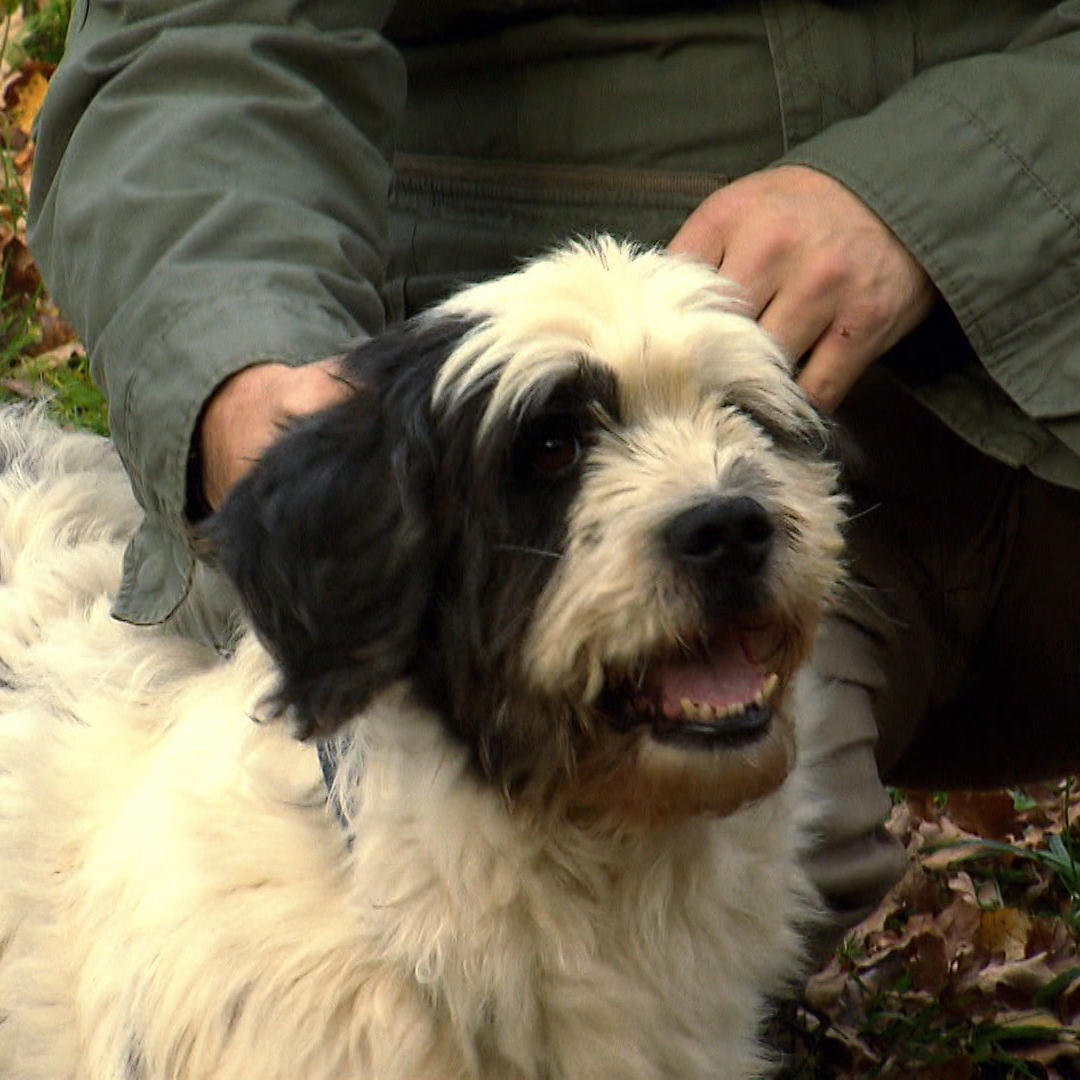 Hund Peter Hund Peter