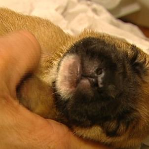 tiergeschichten 3 a2 tiergeschichten 3 a2