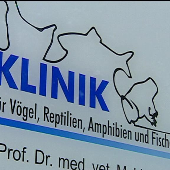 klinik fuer voegel reptilien amphibien giessen klinik fuer voegel reptilien amphibien giessen
